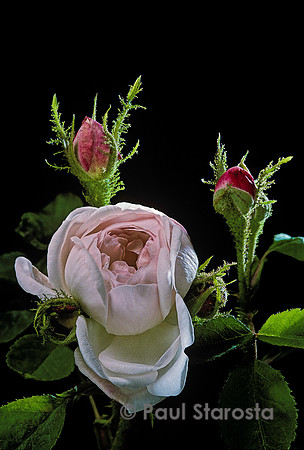 Rosa X centifolia muscosa ‘Alfred de Dalmas’