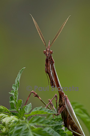 Empusa pennata (empuse commune) - mâle - portrait