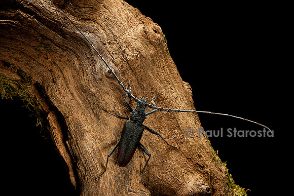 Cerambyx cerdo (grand capricorne)