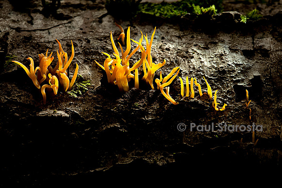 Calocera viscosa (calocère visqueuse)