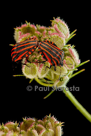 Graphosoma italicum (graphosome italien) - accouplement
