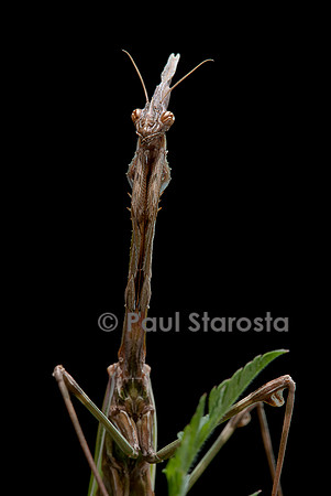 Empusa pennata (empuse commune) - femelle - portrait
