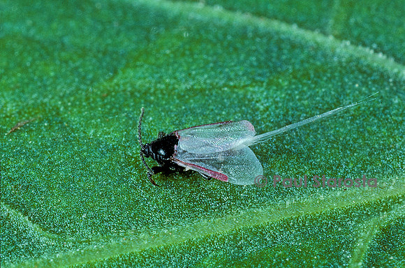 Porphyrophora crithmi (cochenille) - mâle