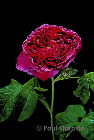 Rosa gallica ‘Charles de Mills’ - éclosion 7