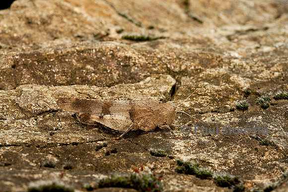 Oedipoda caerulescens (criquet à ailes bleues)