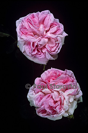 Rosa X centifolia ‘Juno’