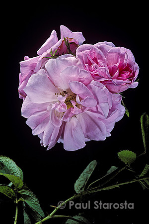 Rosa X damascena ‘York and Lancaster’