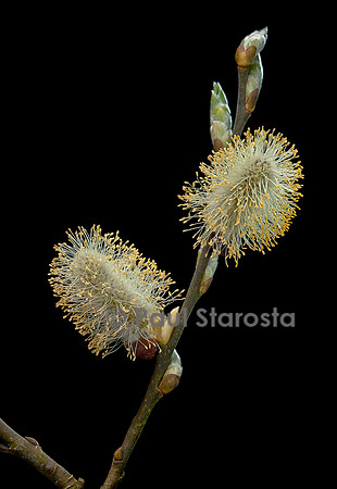 Salix caprea (saule marsault) - chatons mâles
