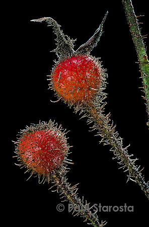 Rosa X centifolia muscosa ‘Henri Martin’ - fruits