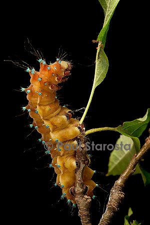 Saturnia pyri (grand paon de nuit) - chenille avant sa métamorphose