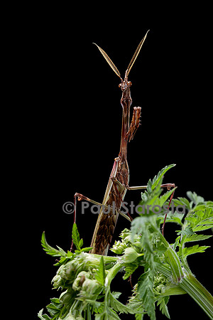 Empusa pennata (empuse commune) - mâle