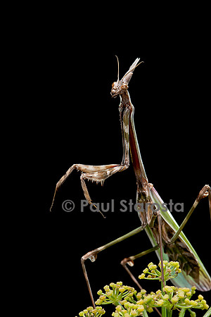 Empusa pennata (empuse commune) - femelle - portrait