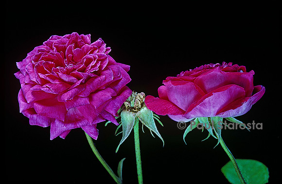 Rosa gallica ‘Beau Narcisse’