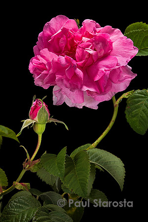 Rosa gallica ‘Impératrice Joséphine’