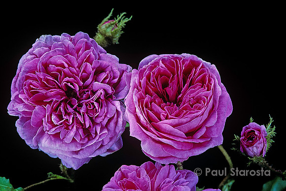 Rosa X centifolia muscosa ‘Madame de la Roche-Lambert’