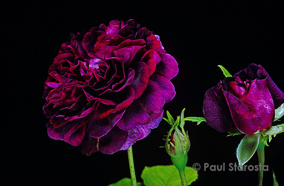 Rosa gallica ‘Orpheline de Juillet’