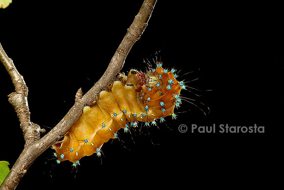 Saturnia pyri (grand paon de nuit) - chenille avant sa métamorphose