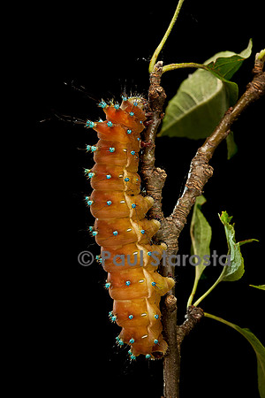 Saturnia pyri (grand paon de nuit) - chenille avant sa métamorphose