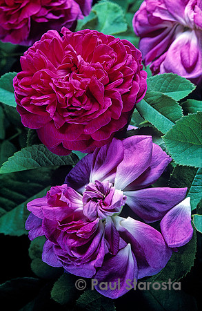 Rosa X damascena ‘Rose de Resht’