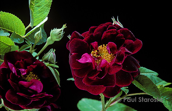 Rosa gallica ‘Tuscany’