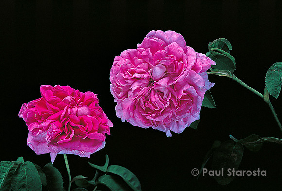 Rosa X damascena ‘Marie-Louise’