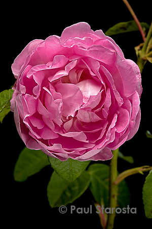 Rosa gallica  ‘Duchesse d'Angoulême’