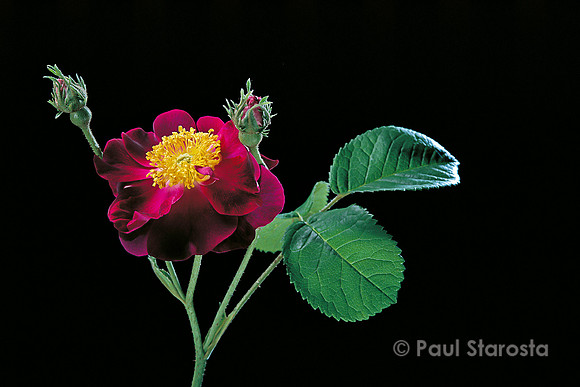 Rosa gallica ‘Violacea’