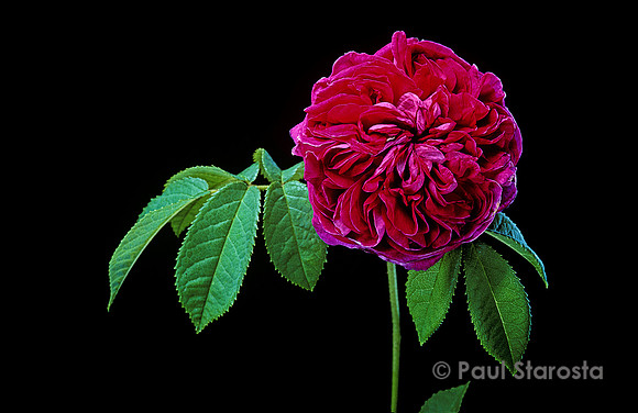 Rosa gallica ‘Charles de Mills’