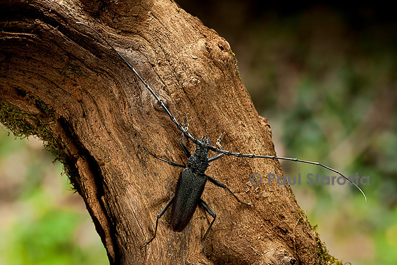 Cerambyx cerdo (grand capricorne)