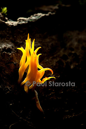Calocera viscosa (calocère visqueuse)