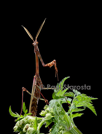 Empusa pennata (empuse commune) - mâle