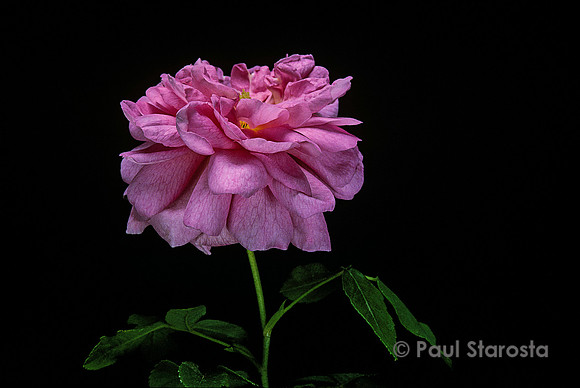 Rosa X damascena ‘Ispahan’