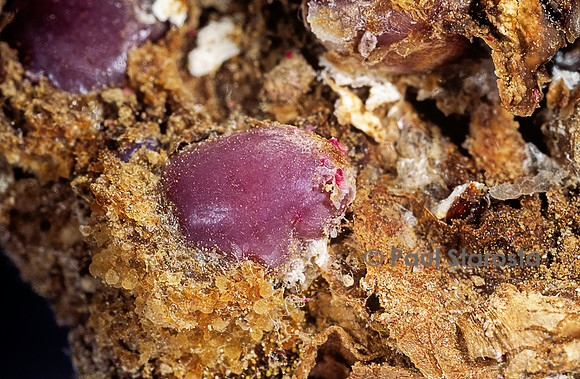 Porphyrophora sophorae (cochenille) - kyste