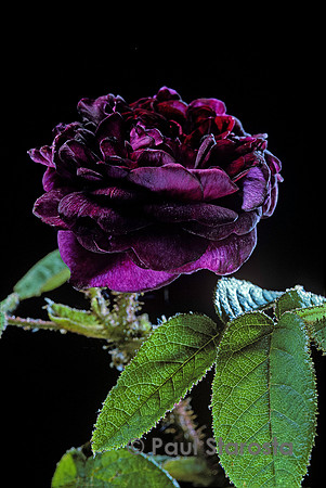 Rosa X centifolia muscosa ‘Capitaine John Ingram’