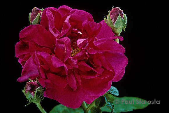 Rosa gallica ‘Conditorum’