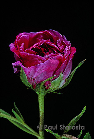 Rosa gallica ‘Charles de Mills’ - éclosion 5