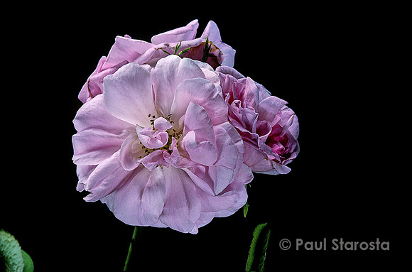 Rosa X damascena ‘York and Lancaster’