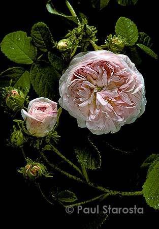 Rosa gallica ‘Belle Isis’
