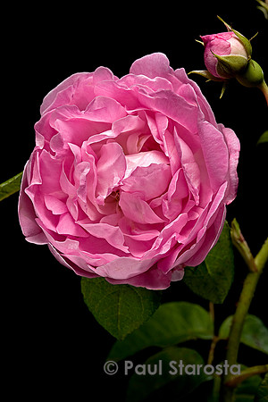 Rosa gallica  ‘Duchesse d'Angoulême’
