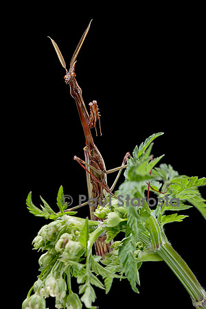 Empusa pennata (empuse commune) - mâle