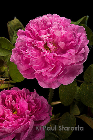 Rosa X centifolia muscosa ‘Marie de Blois’