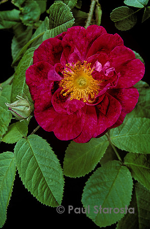 Rosa gallica ‘Alain Blanchard’