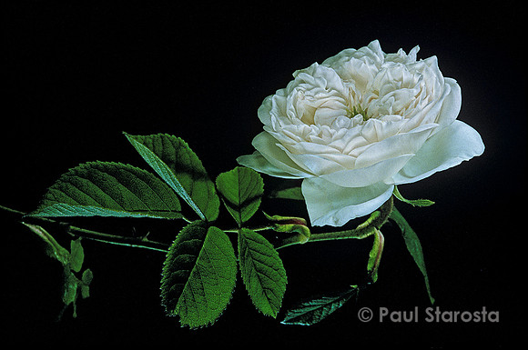 Rosa X damascena ‘Mme Hardy’
