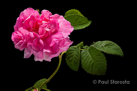 Rosa gallica ‘Impératrice Joséphine’