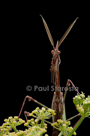 Empusa pennata (empuse commune) - mâle - portrait