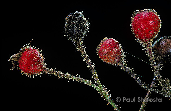 Rosa X centifolia muscosa ‘William Lobb’ - fruits