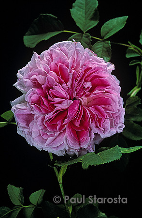Rosa X damascena ‘Blush Damask’