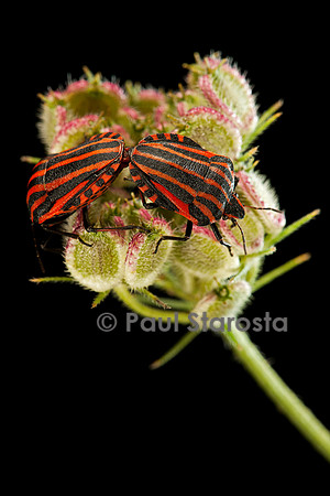 Graphosoma italicum (graphosome italien) - accouplement