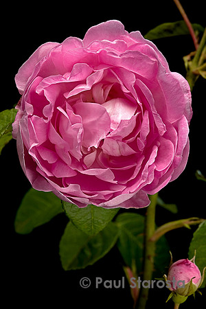 Rosa gallica  ‘Duchesse d'Angoulême’
