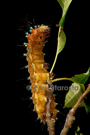 Saturnia pyri (grand paon de nuit) - chenille avant sa métamorphose